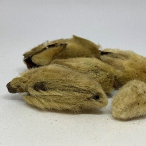 辛夷花 (Flos Magnoliae)