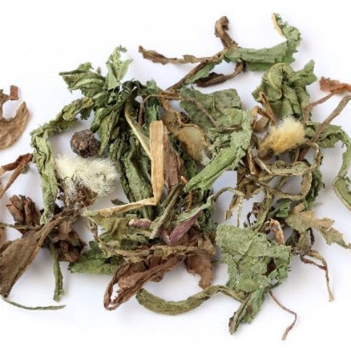 蒲公英 (Taraxacum)