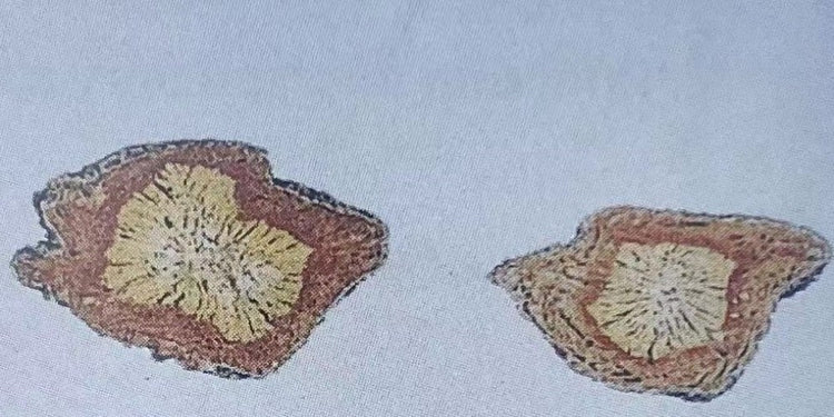 防风 (Saposhnikoviae Radix)
