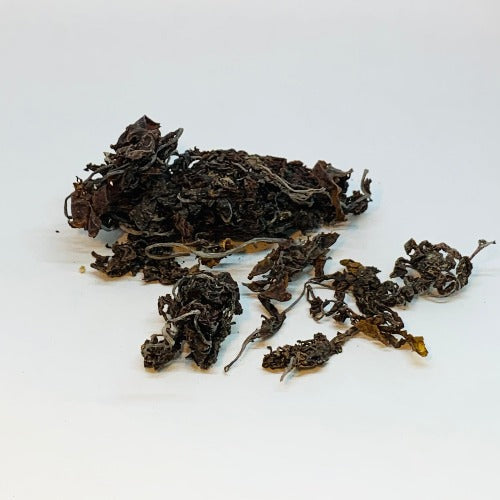 海藻 (sargassum)