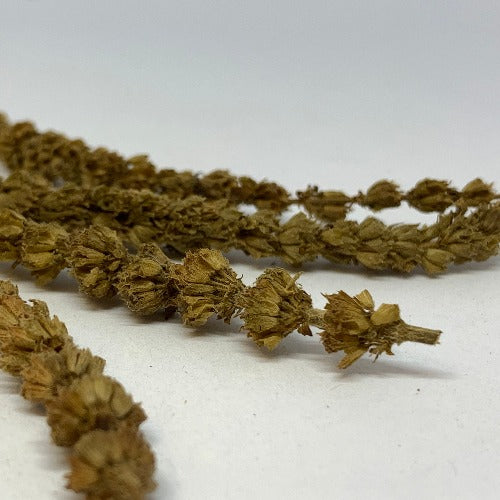 荆芥穗 (Herba Schizonepetae)