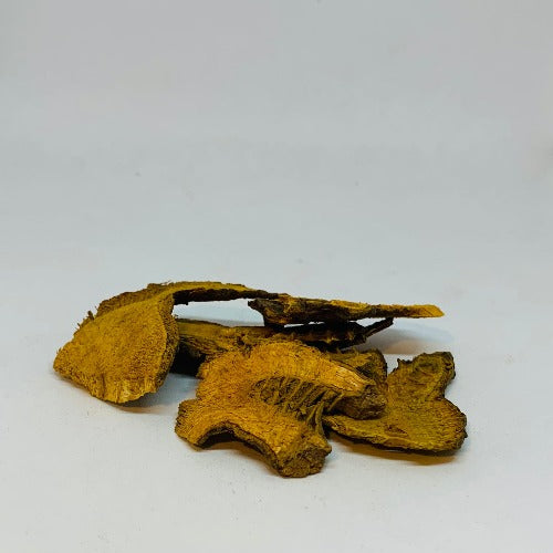 虎杖 (Reynoutria japonica)