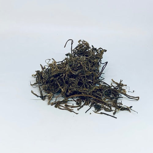 垂盆草 (Sedum sarmentosum)