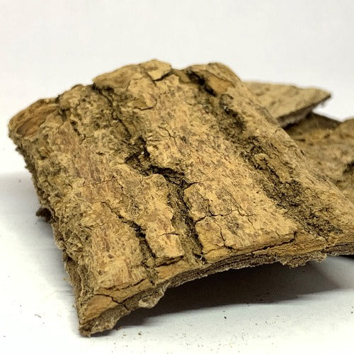 杜仲 (Eucommia ulmoides)