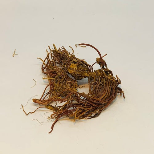 紫苑 (Tatarian Aster Root)
