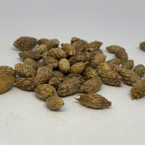 苍耳子 Fructus Xanthii