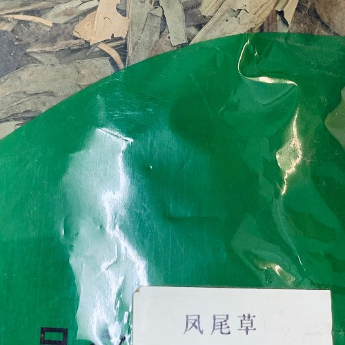 凤尾草 (Pteris multifida Poir)