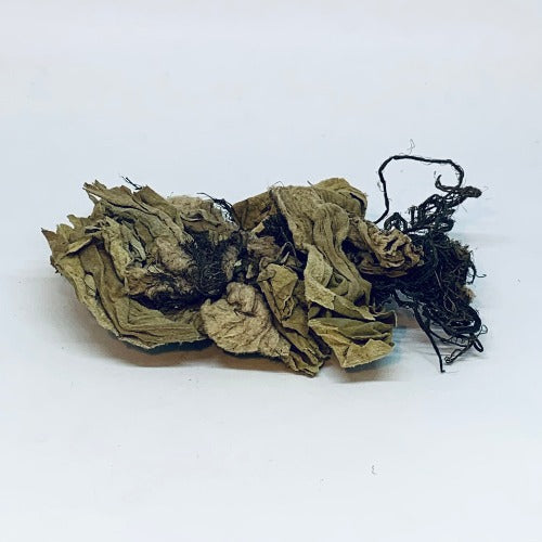 浮萍 (Lemna minor)