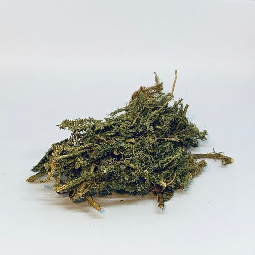 伸筋草 (Herba Lycopodii)