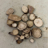 赤芍 (Radix Paeoniae Sinjiangensis)