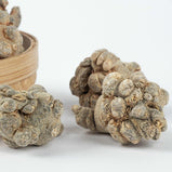 三七 (20头）(Panax notoginseng;Pseudo‐ginseng)