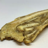 全当归 (Angelica sinensis)