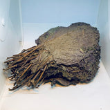 紫苏 (Perilla frutescens)