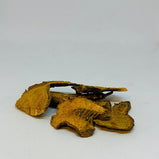 虎杖 (Reynoutria japonica)