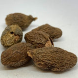 胖大海 (Sterculia lychnophora )