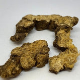 羌活 (Notopterygium incisum)